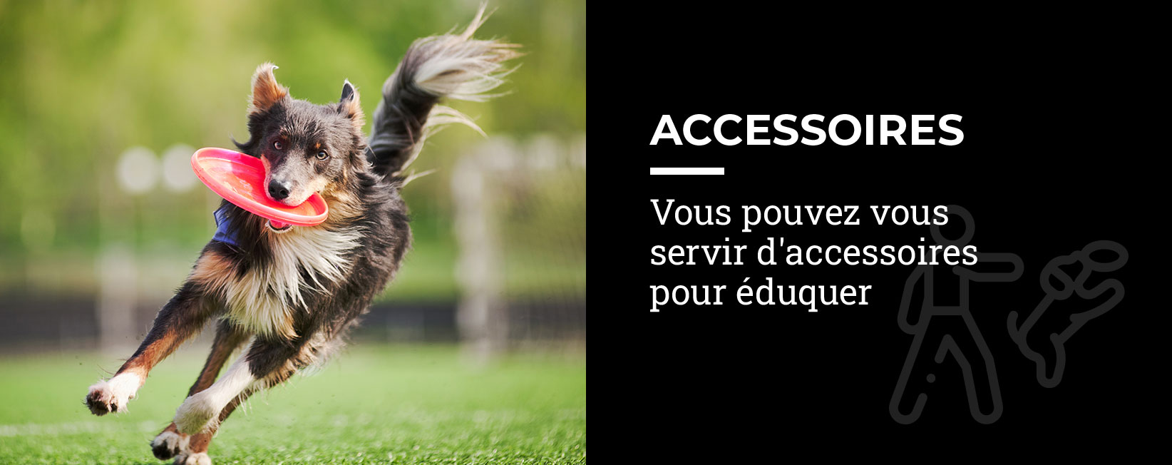 Formation pour chien dans la Mayenne